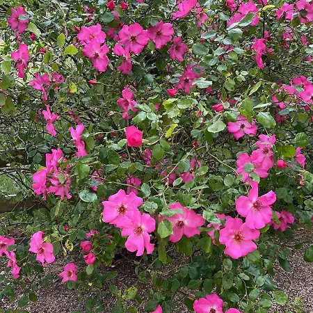 La Roseraie
