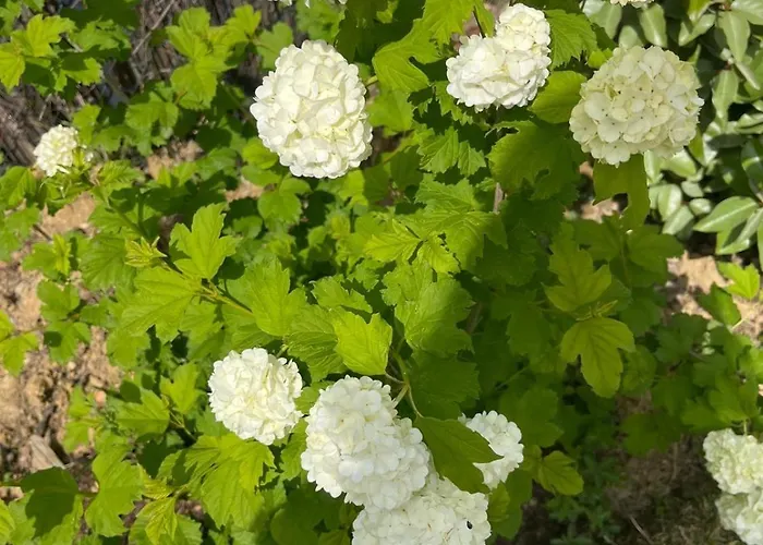 La Roseraie Oda ve Kahvaltı